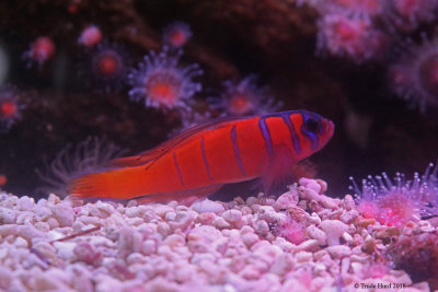 Blue-banded Goby (I used to keep these in saltwater tank at CSUF)
