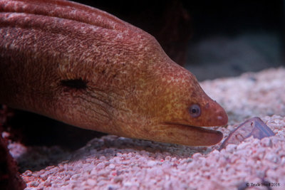 Moray eel  