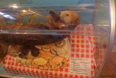 How much otters eat in ONE DAY
