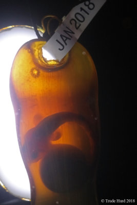 Shark egg case with embryo on top yolk sac