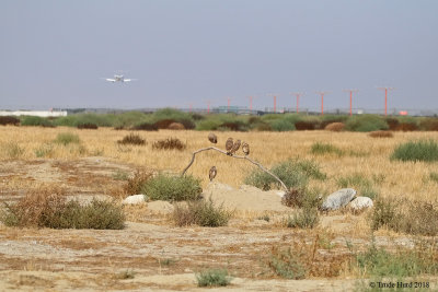 Great opportunity to photograph burrowing owls