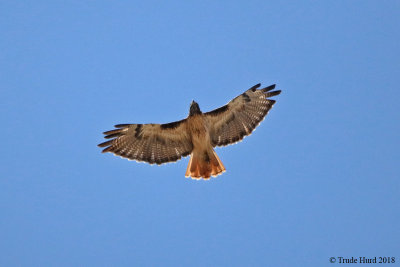 Wait for Red-tailed Hawk to fly away