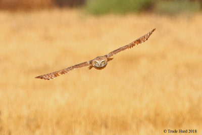 Burrowing owls come out and hunt