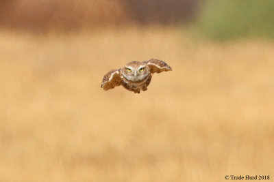 I see prey!