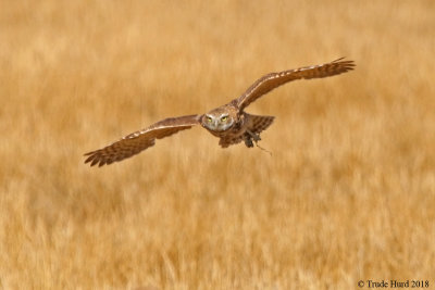 Burrowing Owl caught prey