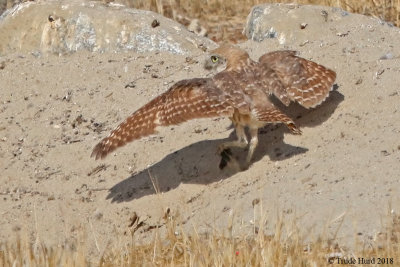 Successful landing