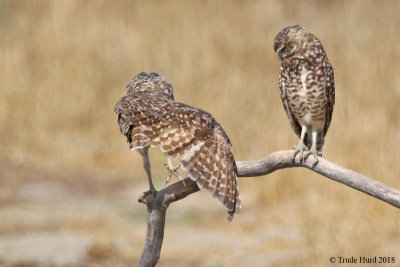 Zygodactyl foot - 2 toes forward and 2 backward to catch prey