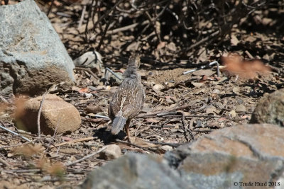 Camouflage of California quail female