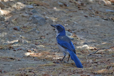 California Scrub-jay (formerly Western Scrub-jay)