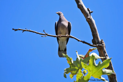 Band-tailed Pigeon 