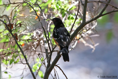 Spotted Towhee  
