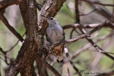 White-breasted Nuthatch