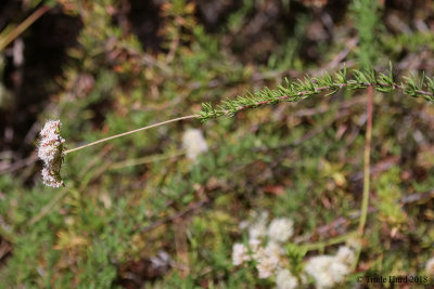 California Buckwheat flowers and leaves