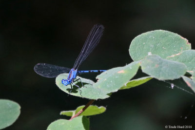 Vivid Dancer damselfly