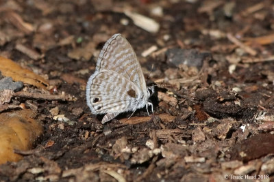 Marine Blue butterfly