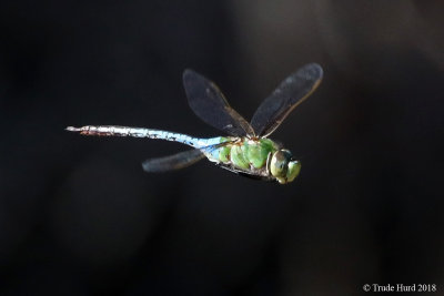 Common Green Darner