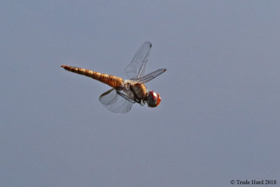 Spot-winged glider dragonfly