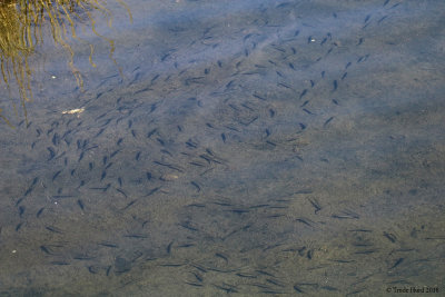 Fish are why these birds are here