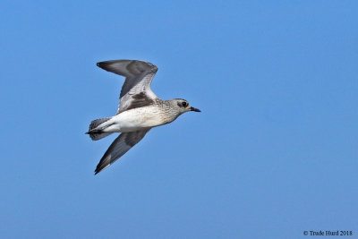 Black-bellied Plover migrating