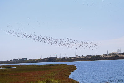 How many Black-bellied Plovers?