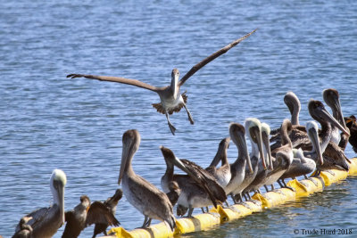 Brown Pelicans have returned