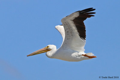 White Pelican also returned for winter