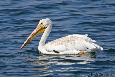 White Pelican