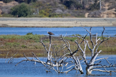 Osprey and Kingfisher (far right)