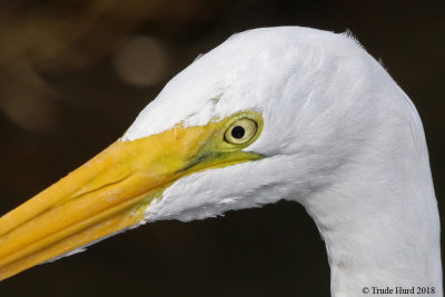 Great Egret's eye