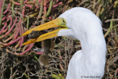 Great Egret with longjaw mudsucker fish
