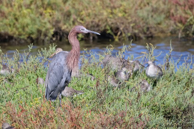 Reddish Egret and friends