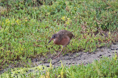 Along came Ridgway's Rail on the Trail