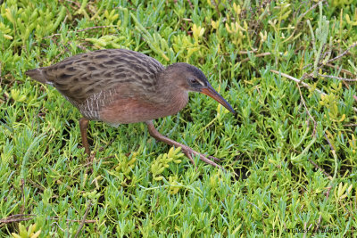 Ridgway's Rail