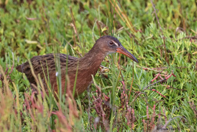 Ridgway's Rail