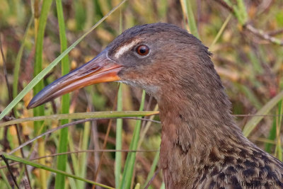 Ridgeway's Rail head study