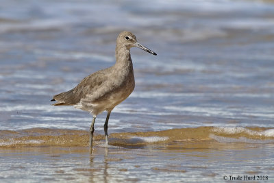 Willet 