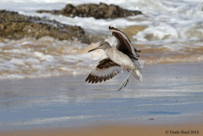 Willet wings