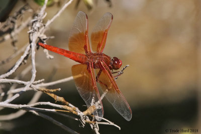 Flame Skimmer