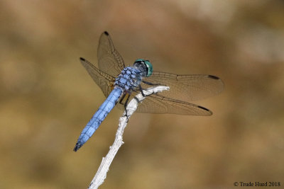 Blue Dasher 