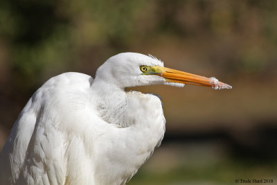 From beak (Great Egret)