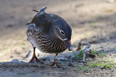 She's banded!  But Bird Banding Lab says she's a WOOD DUCK banded in 2014 at Yorba Park
