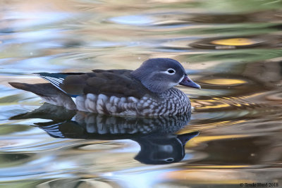 Mandarin Duck female (notice white beak tip, thin white eye stripe, big blotches on side)