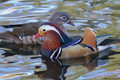 Cute couple with bright colors!