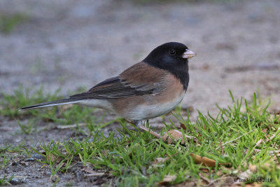 Excited to finally get a good photo of a Dark-eyed Junco