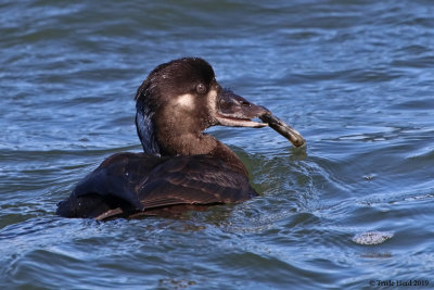 Surf Scoter female eating jackknife clam