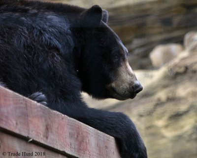 Black Bear 