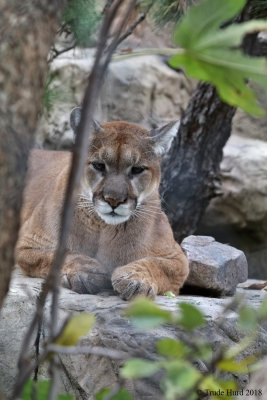 Mountain Lion