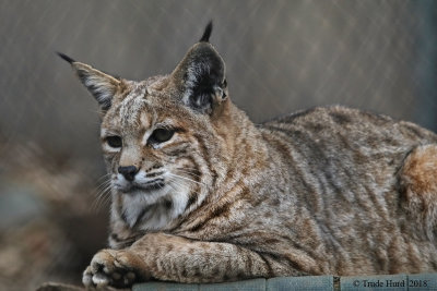Bobcat