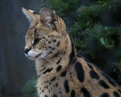 Serval, an African cat
