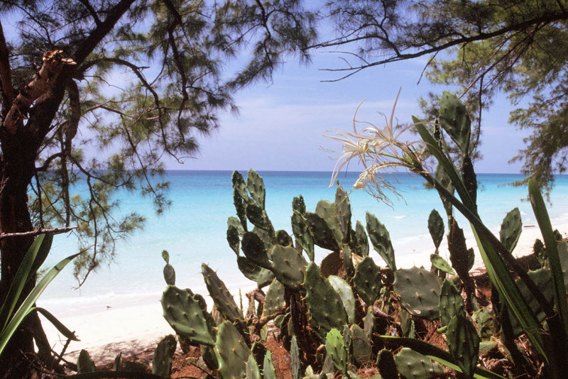 Cactus and Beach